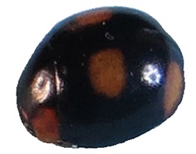 Fig: General features of Hyperaspis leechi.