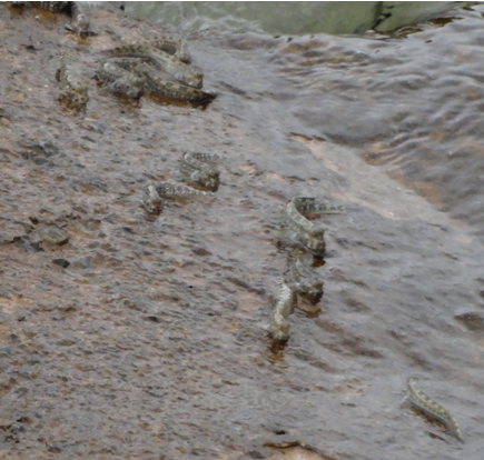 Fig: Natural habitat and territorial behavior of mudskippers (photograph taken at Red Sea coast of Duba, Tabuk, Saudi Arabia).