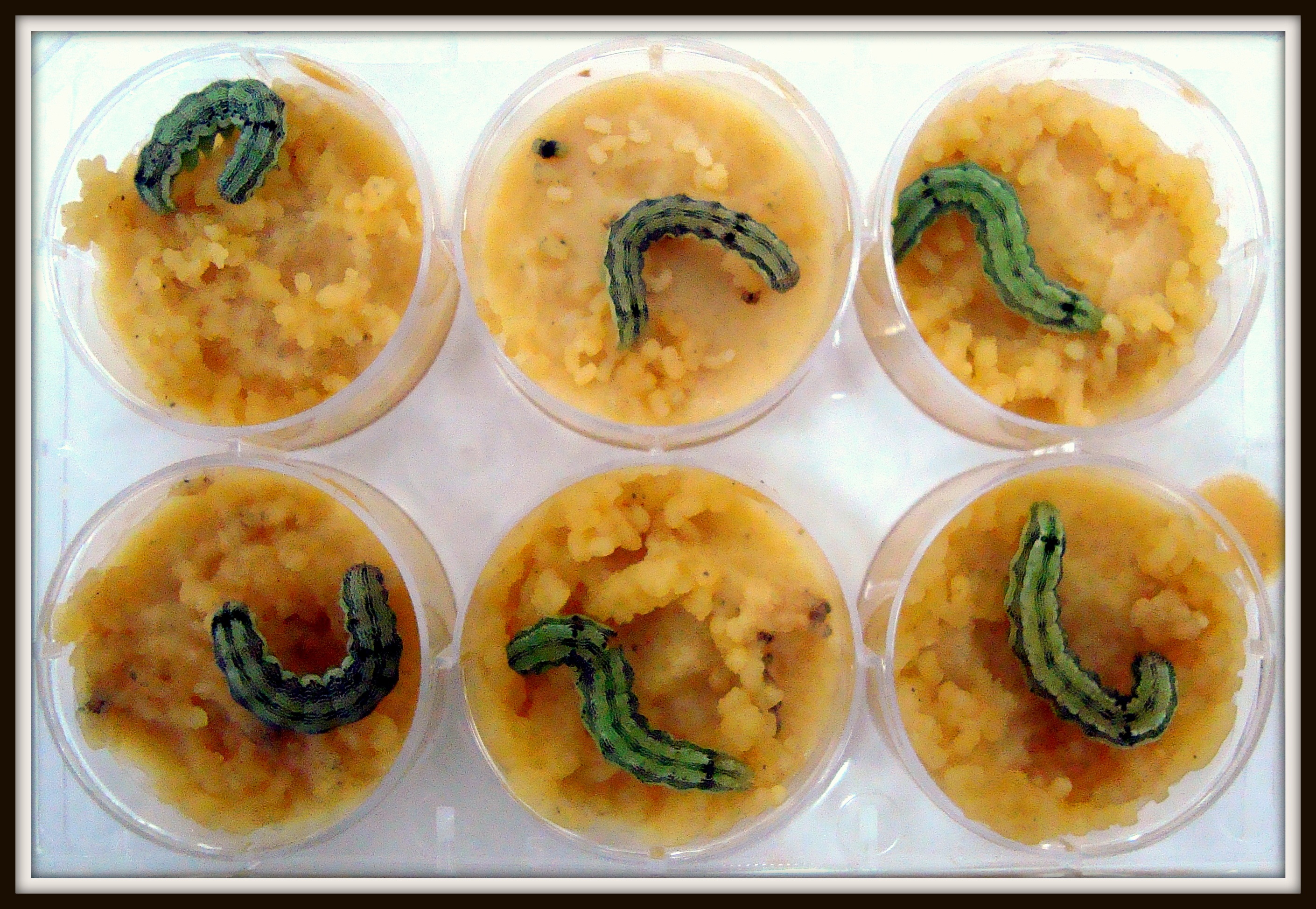 Fig: Laboratory rearing using Synthetic diet.