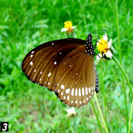 Common Crow