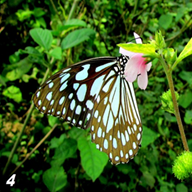 Blue Tiger