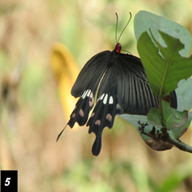 Common Rose