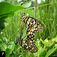 Lime Butterfly