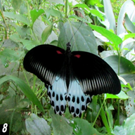 Blue Mormon
