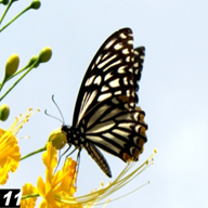Common Mime
