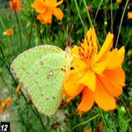 Mottled Emigrant