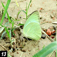 Common Emigrant