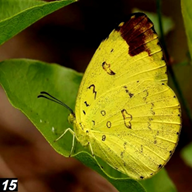 Three-Spot Grass Yellow