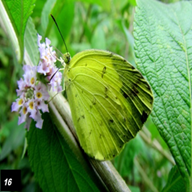 Common Grass Yellow