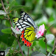 Common Jezebel