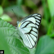 Striped Albatross