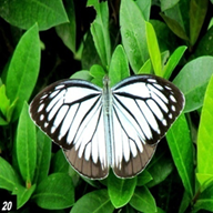 Common Wanderer