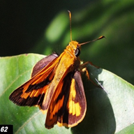Dark Palm Dart