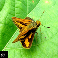 Pale Palm Dart
