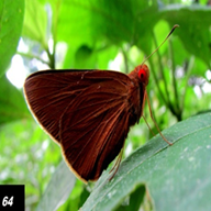 Common Red Eye