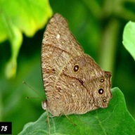 Common Evening Brown