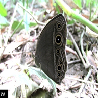 Dark Branded Bushbrown