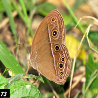 Common Bushbrown