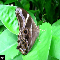 Bamboo Treebrown