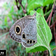 Common Fourring